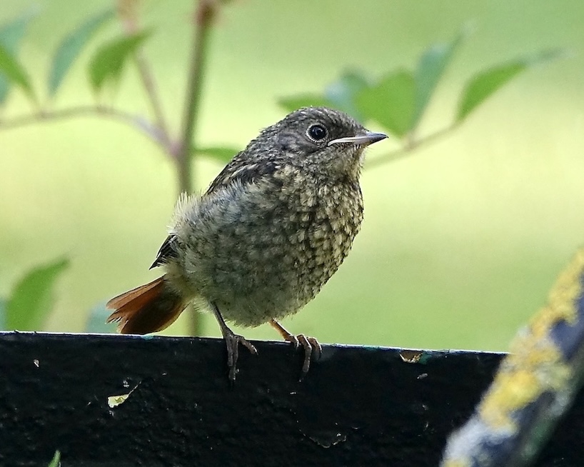 redstart